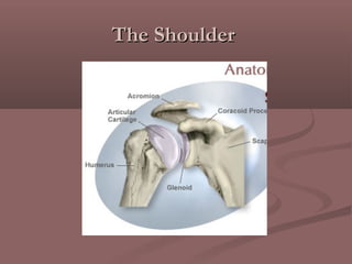 The ShoulderThe Shoulder
 