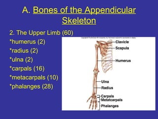 A. Bones of the Appendicular
Skeleton
2. The Upper Limb (60)
*humerus (2)
*radius (2)
*ulna (2)
*carpals (16)
*metacarpals (10)
*phalanges (28)
 