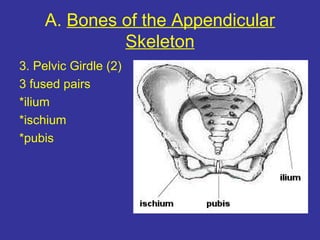 A. Bones of the Appendicular
Skeleton
3. Pelvic Girdle (2)
3 fused pairs
*ilium
*ischium
*pubis
 