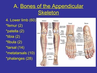 A. Bones of the Appendicular
Skeleton
4. Lower limb (60)
*femur (2)
*patella (2)
*tibia (2)
*fibula (2)
*tarsal (14)
*metatarsals (10)
*phalanges (28)
 