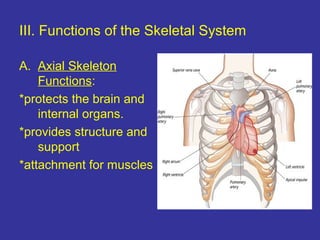 III. Functions of the Skeletal System
A. Axial Skeleton
Functions:
*protects the brain and
internal organs.
*provides structure and
support
*attachment for muscles
 