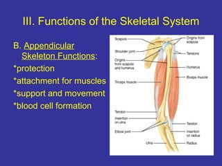 III. Functions of the Skeletal System
B. Appendicular
Skeleton Functions:
*protection
*attachment for muscles
*support and movement
*blood cell formation
 
