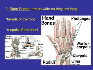 2. Short Bones: are as wide as they are long.
*tarsals of the foot
*carpals of the hand
 