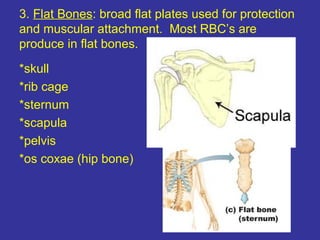 3. Flat Bones: broad flat plates used for protection
and muscular attachment. Most RBC’s are
produce in flat bones.
*skull
*rib cage
*sternum
*scapula
*pelvis
*os coxae (hip bone)
 
