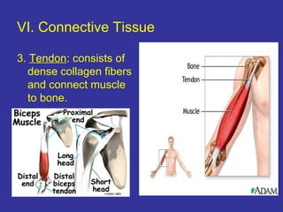 VI. Connective Tissue
3. Tendon: consists of
dense collagen fibers
and connect muscle
to bone.
 