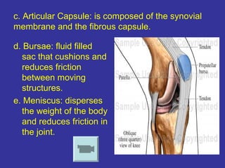 c. Articular Capsule: is composed of the synovial
membrane and the fibrous capsule.
d. Bursae: fluid filled
sac that cushions and
reduces friction
between moving
structures.
e. Meniscus: disperses
the weight of the body
and reduces friction in
the joint.
 