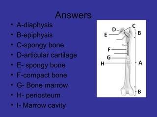 Answers
• A-diaphysis
• B-epiphysis
• C-spongy bone
• D-articular cartilage
• E- spongy bone
• F-compact bone
• G- Bone marrow
• H- periosteum
• I- Marrow cavity
 