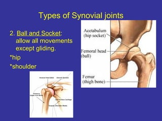 Types of Synovial joints
2. Ball and Socket:
allow all movements
except gliding.
*hip
*shoulder
 