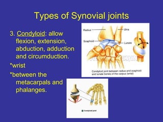 Types of Synovial joints
3. Condyloid: allow
flexion, extension,
abduction, adduction
and circumduction.
*wrist
*between the
metacarpals and
phalanges.
 