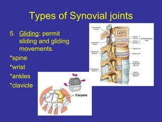 Types of Synovial joints
5. Gliding: permit
sliding and gliding
movements.
*spine
*wrist
*ankles
*clavicle
 