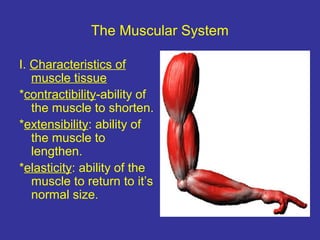 The Muscular System
I. Characteristics of
muscle tissue
*contractibility-ability of
the muscle to shorten.
*extensibility: ability of
the muscle to
lengthen.
*elasticity: ability of the
muscle to return to it’s
normal size.
 