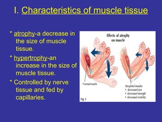 I. Characteristics of muscle tissue
* atrophy-a decrease in
the size of muscle
tissue.
* hypertrophy-an
increase in the size of
muscle tissue.
* Controlled by nerve
tissue and fed by
capillaries.
 