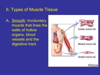 II. Types of Muscle Tissue
A. Smooth: Involuntary
muscle that lines the
walls of hollow
organs, blood
vessels and the
digestive tract.
 