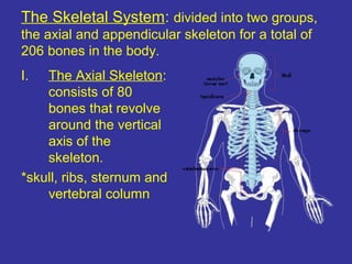 The Skeletal System: divided into two groups,
the axial and appendicular skeleton for a total of
206 bones in the body.
I. The Axial Skeleton:
consists of 80
bones that revolve
around the vertical
axis of the
skeleton.
*skull, ribs, sternum and
vertebral column
 