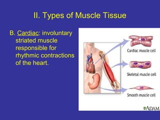 II. Types of Muscle Tissue
B. Cardiac: involuntary
striated muscle
responsible for
rhythmic contractions
of the heart.
 