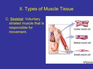 II. Types of Muscle Tissue
C. Skeletal: Voluntary
striated muscle that is
responsible for
movement.
 