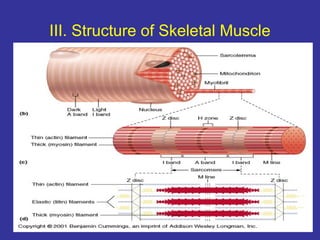 III. Structure of Skeletal Muscle
 
