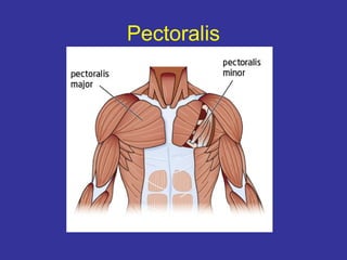 Pectoralis
 