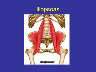 iliopsoas
 