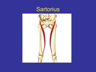 Sartorius
 