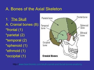 A. Bones of the Axial Skeleton
1. The Skull
A. Cranial bones (8):
*frontal (1)
*parietal (2)
*temporal (2)
*sphenoid (1)
*ethmoid (1)
*occipital (1)
http://www.learnbones.com/skull-cranial-and-facial-bones-anatomy
 