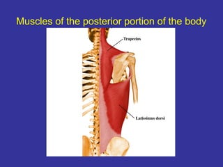 Muscles of the posterior portion of the body
 