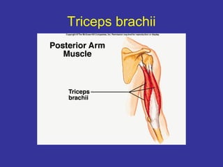 Triceps brachii
 