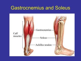 Gastrocnemius and Soleus
 