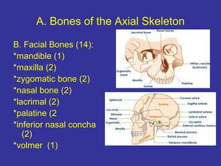 A. Bones of the Axial Skeleton
B. Facial Bones (14):
*mandible (1)
*maxilla (2)
*zygomatic bone (2)
*nasal bone (2)
*lacrimal (2)
*palatine (2
*inferior nasal concha
(2)
*volmer (1)
 