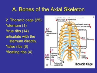 A. Bones of the Axial Skeleton
2. Thoracic cage (25):
*sternum (1)
*true ribs (14)
articulate with the
sternum directly.
*false ribs (6)
*floating ribs (4)
 