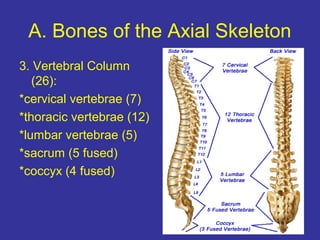 A. Bones of the Axial Skeleton
3. Vertebral Column
(26):
*cervical vertebrae (7)
*thoracic vertebrae (12)
*lumbar vertebrae (5)
*sacrum (5 fused)
*coccyx (4 fused)
 