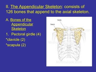 II. The Appendicular Skeleton: consists of
126 bones that append to the axial skeleton.
A. Bones of the
Appendicular
Skeleton
1. Pectoral girdle (4)
*clavicle (2)
*scapula (2)
 
