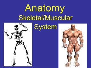 Anatomy
Skeletal/Muscular
System
 