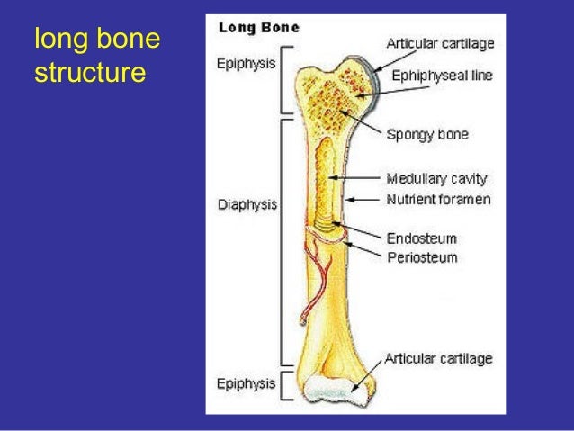 Featured image of post Long Bone Structure Labeling Label two test tubes with your initials and a and b