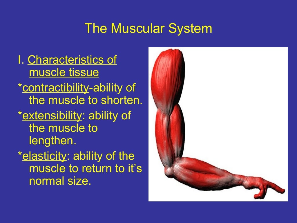 Anatomy skeletal muscular