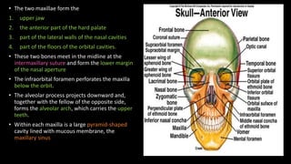 Anatomy skull anatomy dr.mohammed