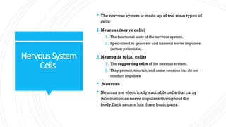 integration and coordination of nervous system | PPTX