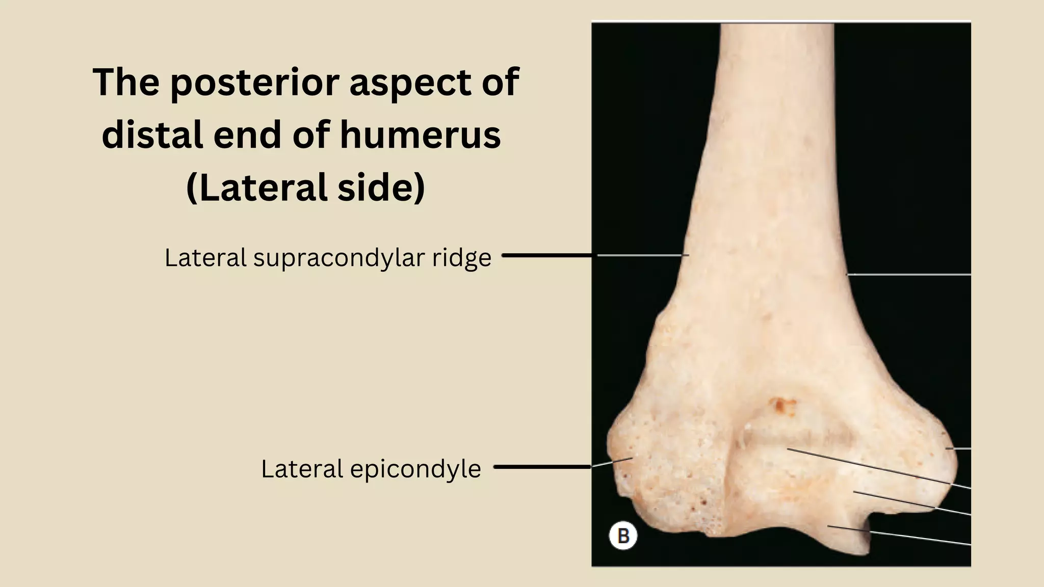 Anatomy SSS Demo Class (Elbow Bones).pdf