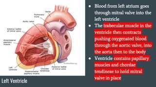 Anatomy Study Guide Upper Limb PA School | PDF
