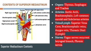 Anatomy Study Guide Upper Limb PA School | PDF