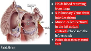 Anatomy Study Guide Upper Limb PA School | PDF