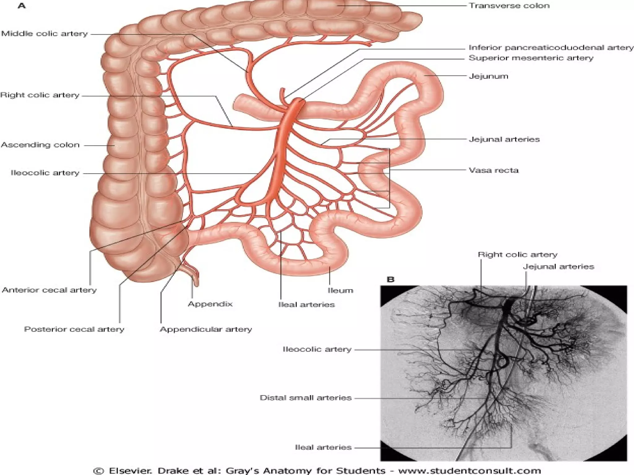 Anatomy Superior Mesenteric Artery PPT anatomy-superior-mesenteric-artery-ppt