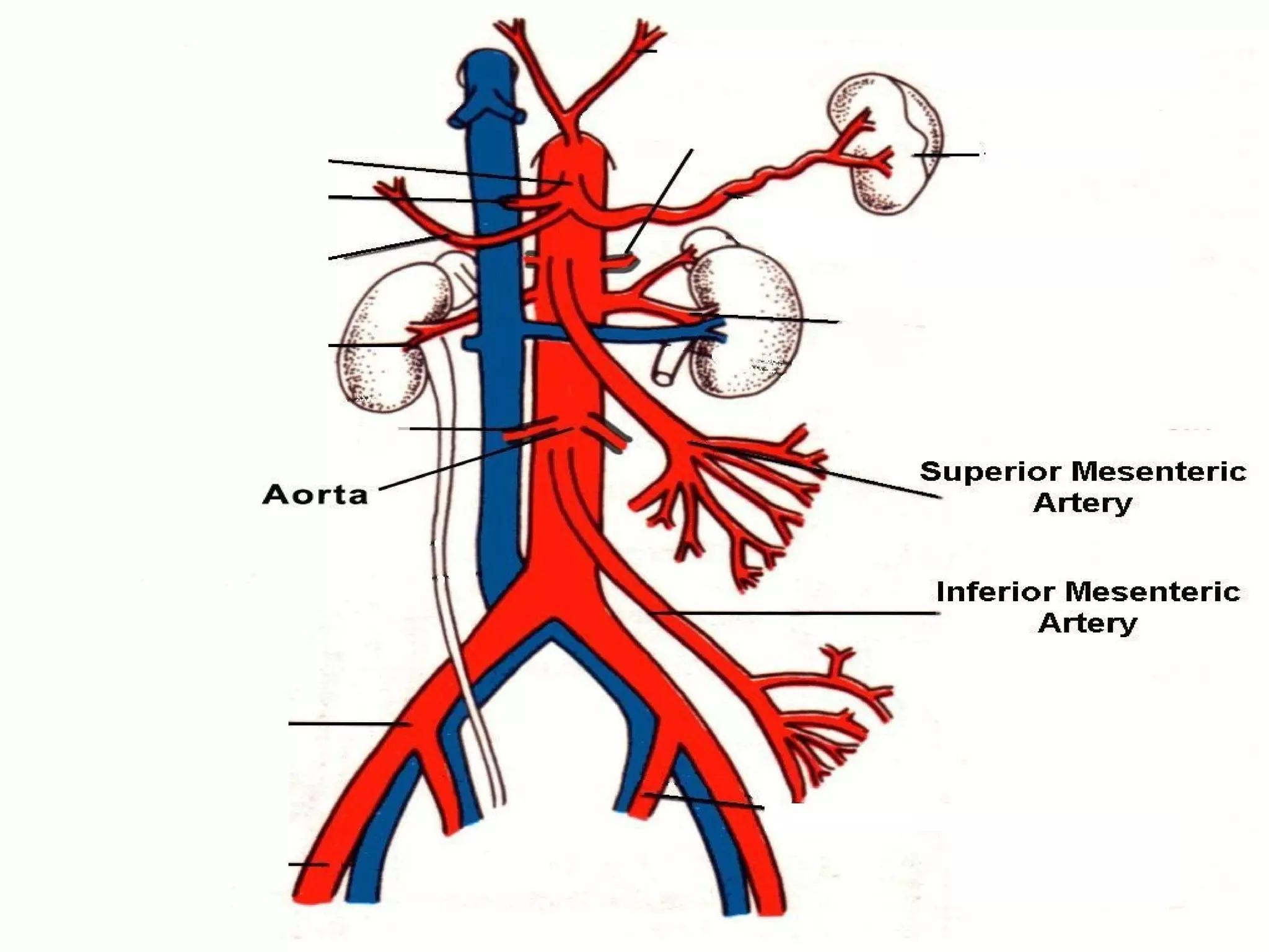 Anatomy superior Mesenteric artery | PPT