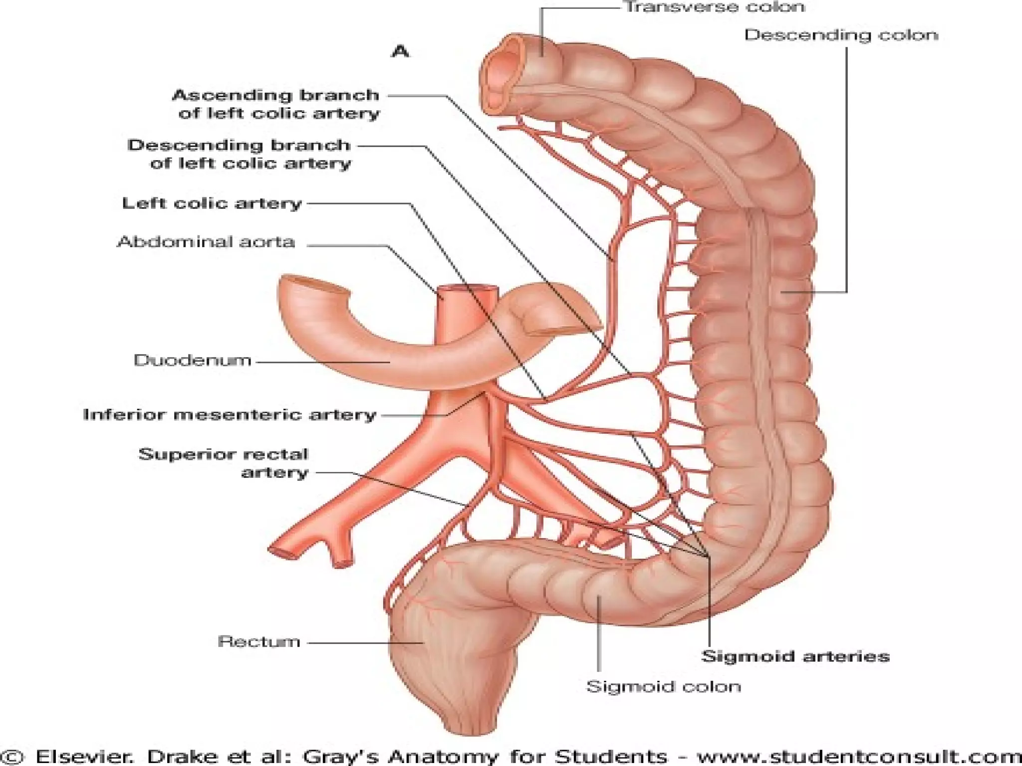 Anatomy Superior Mesenteric Artery PPT anatomy-superior-mesenteric-artery-ppt