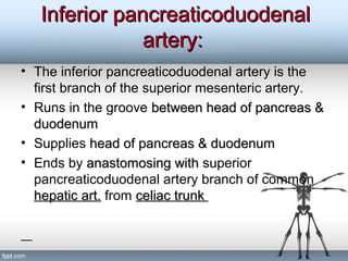Inferior pancreaticoduodenalInferior pancreaticoduodenal
artery:artery:
• The inferior pancreaticoduodenal artery is the
first branch of the superior mesenteric artery.
• Runs in the groove between head of pancreas &between head of pancreas &
duodenumduodenum
• Supplies head of pancreas & duodenumhead of pancreas & duodenum
• Ends by anastomosing withanastomosing with superior
pancreaticoduodenal artery branch of common
hepatic art.hepatic art. from celiac trunkceliac trunk
 