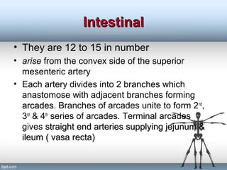 IntestinalIntestinal
• They are 12 to 15 in number
• arise from the convex side of the superior
mesenteric artery
• Each artery divides into 2 branches which
anastomose with adjacent branches forming
arcadesarcades. Branches of arcades unite to form 2nd
,
3rd
& 4th
series of arcades. Terminal arcades
gives straight end arteries supplying jejunum &straight end arteries supplying jejunum &
ileum ( vasa recta)ileum ( vasa recta)
 