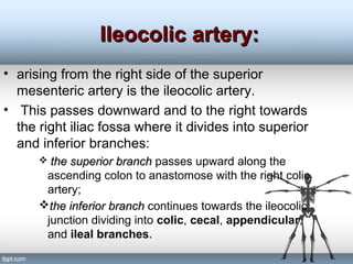 Ileocolic artery:Ileocolic artery:
• arising from the right side of the superior
mesenteric artery is the ileocolic artery.
• This passes downward and to the right towards
the right iliac fossa where it divides into superior
and inferior branches:
 the superior branchthe superior branch passes upward along the
ascending colon to anastomose with the right colic
artery;
the inferior branchthe inferior branch continues towards the ileocolic
junction dividing into colic, cecal, appendicular,
and ileal branches.
 