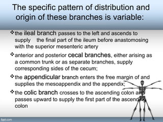 The specific pattern of distribution and
origin of these branches is variable:
thethe ileal branchileal branch passes to the left and ascends to
supply the final part of the ileum before anastomosing
with the superior mesenteric artery
anterior and posterior cecal branchescecal branches, either arising as
a common trunk or as separate branches, supply
corresponding sides of the cecum;
the appendicularappendicular branchbranch enters the free margin of and
supplies the mesoappendix and the appendix;
the colic branchcolic branch crosses to the ascending colon and
passes upward to supply the first part of the ascending
colon
 