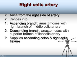 Right colic arteryRight colic artery
 Arise from the right side of arteryfrom the right side of artery
 Divides into:
1.1. Ascending branch:Ascending branch: anastomoses with
right branch of middle colic artery
2.2. Descending branch:Descending branch: anastomoses with
superior branch of ileocolic artery
 Supplies ascending colon & right colicascending colon & right colic
flexureflexure
 