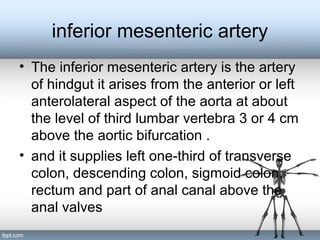 inferior mesenteric artery
• The inferior mesenteric artery is the artery
of hindgut it arises from the anterior or left
anterolateral aspect of the aorta at about
the level of third lumbar vertebra 3 or 4 cm
above the aortic bifurcation .
• and it supplies left one-third of transverse
colon, descending colon, sigmoid colon,
rectum and part of anal canal above the
anal valves
 